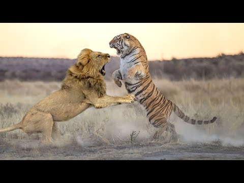 Лев против Тигра - Кто Круче? Реальные кадры схваток