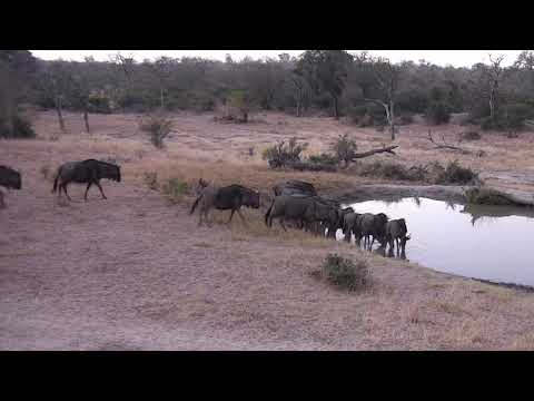 Djuma: Wildebeest herd - 17:25 - 06/29/18