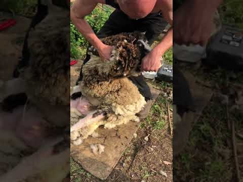 Bellwether gets sheared.