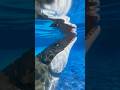 Breathtaking Underwater Rooftop View With Mosasaurus From Jurassic World Rebirth Dinosaur Summer