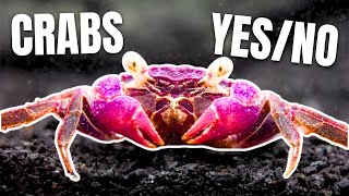 Here Are 15 Freshwater Crabs YOU Can Keep!