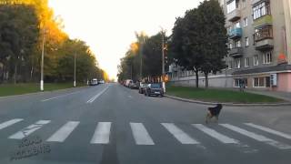 Смотреть онлайн Собаки переходят дорогу по правилам