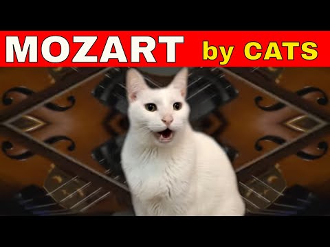 Cats Sing Classical Music  - Mozart - Eine Kleine - Cats Version