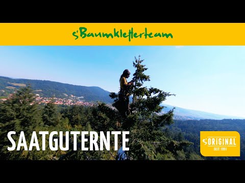 Cone Picking - Black Forest - s'Baumkletterteam