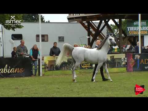 N.57 ALFABIA ARAGON EX MAGNOKBEY - Strohen 2019 B Int - 10+ year old Stallions (Class N)