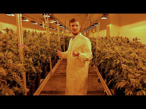 So wird Cannabis in Wien legal angebaut