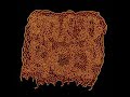Prolapsed Bicep Flesh Meets Glass Full Album 2020 Slamming Brutal Death Metal