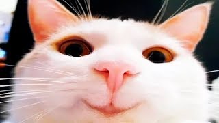 Я РЖАЛ ПОЛ ЧАСА / СМЕШНЫЕ ЖИВОТНЫЕ , КОТЫ СОБАКИ И ДРУГИЕ ПРИКОЛЫ