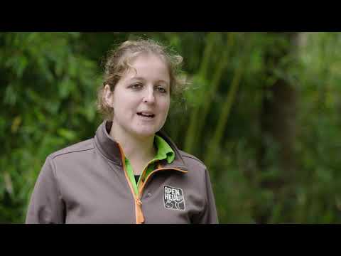 Gorillababy op komst in Apenheul