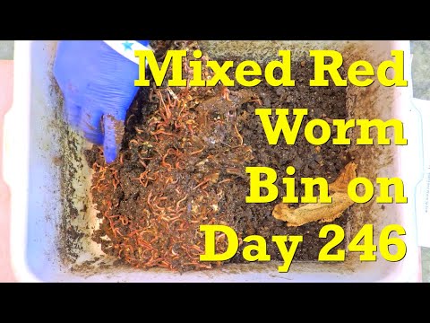 Check-in with mixed red worms in "ping-pong" fed bin on day 246 - vermicompost