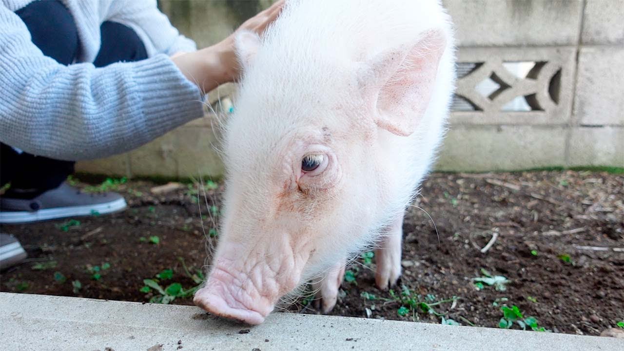 庭で遊んで鼻が真っ黒になったミニブタがこちらですｗ