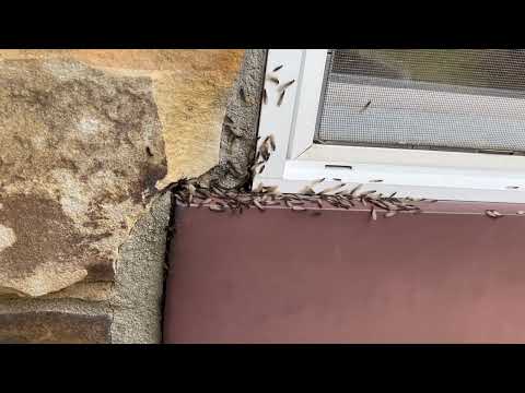 Termite Swarmers by the Window in Iselin, NJ