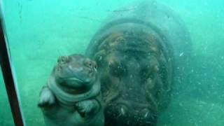 preview picture of video 'Cute Baby Hippo at San Diego Zoo'