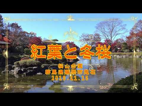 冬桜、彼岸桜 植物