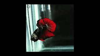 Download lagu story wa ikan cupang terbaru mp3