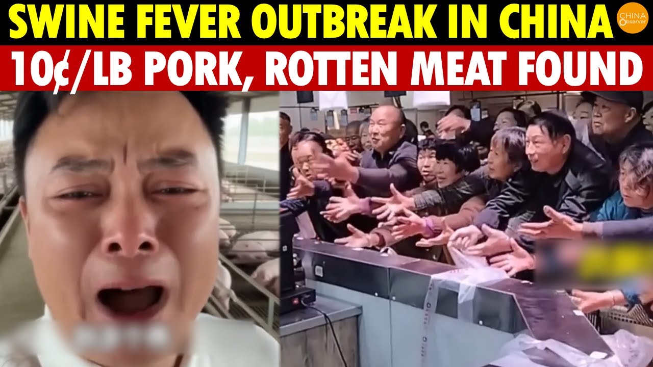 Major Crisis in China: Swine Fever Outbreak, Pork at 10¢/Lb, People Rush to Buy, Discover Stale Meat