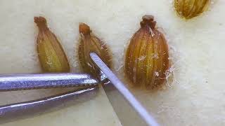 ISTA Tetrazolium Testing of Wild Carrot Seeds