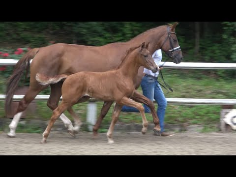 *2021 Hengst von Vitalis - Fiorano SOLD!!!