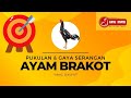 Pukulan Brakot Yang Dahsyat Gaya Serangan Ayam Brakot