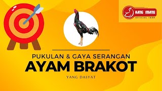 Download lagu Pukulan Brakot yang Dahsyat  | Gaya Serangan Ayam Brakot mp3