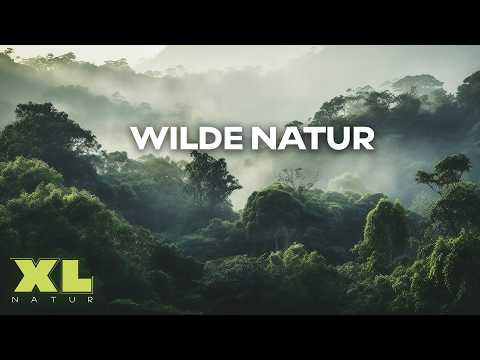 In den Tiefen der Wildnis: Unglaubliche Lebensräume und ihre Bewohner | XL Naturdoku