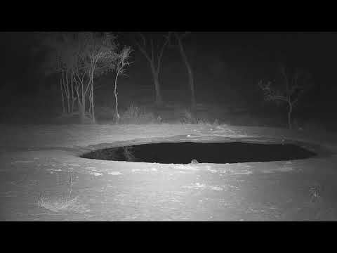 Djuma: Leopard-Tlalamba female-Pt:1 - 02:25 - 10/25/19