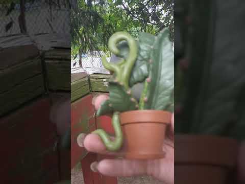 Audrey 2 action figure and Vader Time book review.