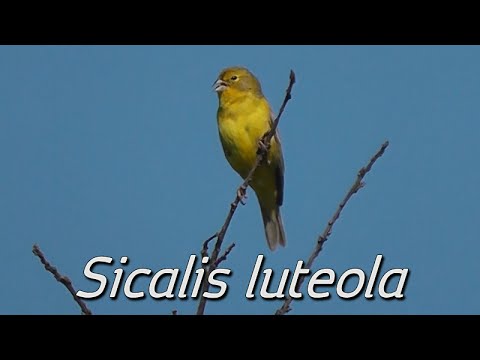 Sicalis lúčny (Sicalis luteola) — starostlivosť, voliéra a kŕmenie