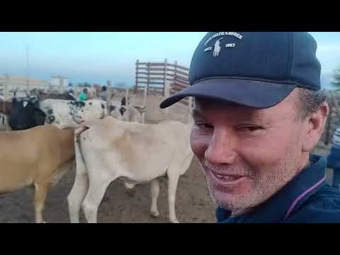 FEIRA DO GADO EM BELA VISTA GRANITO-PE, DIA 02/12/2025. #nordeste 