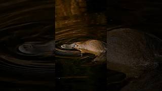 Download lagu 4 Facts That Prove the Platypus is a Glitch 👾 #shorts mp3