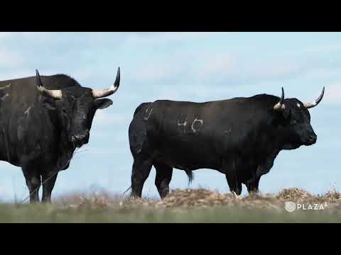 Los toros de Valdellán para el Domingo de Ramos en el campo