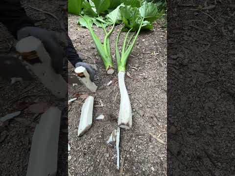 &lrm;TS 51000366 mini rotary tillage and ridging all-in one tree 🌴