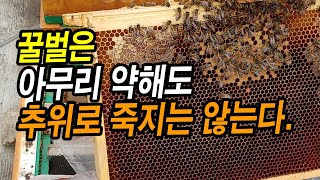 꿀벌은 아무리 약군이라도 추위로 죽지는 않는다.