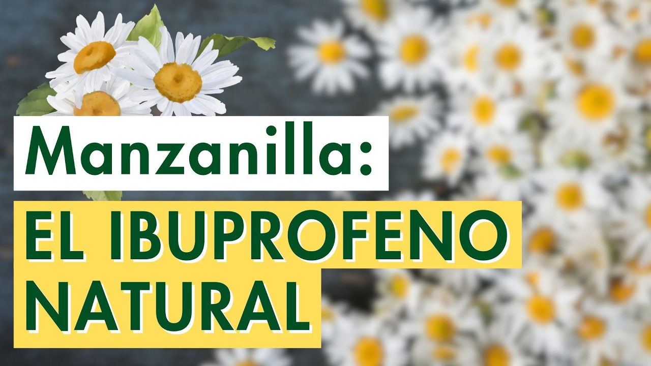 ¿Qué Pasa En Tu Cuerpo Cuando Consumes MANZANILLA?