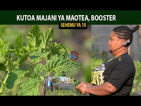 𝘒𝘐𝘓𝘐𝘔𝘖 𝘊𝘏𝘈 𝘕𝘠𝘈𝘕𝘠𝘈 10: 𝘒𝘶𝘬𝘢𝘵𝘢 𝘔𝘢𝘰𝘵𝘦𝘢, 𝘉𝘰𝘰𝘴𝘵𝘦𝘳 𝘠𝘢 𝘔𝘢𝘫𝘢𝘯𝘪 𝘕𝘢 𝘋𝘢𝘸𝘢.