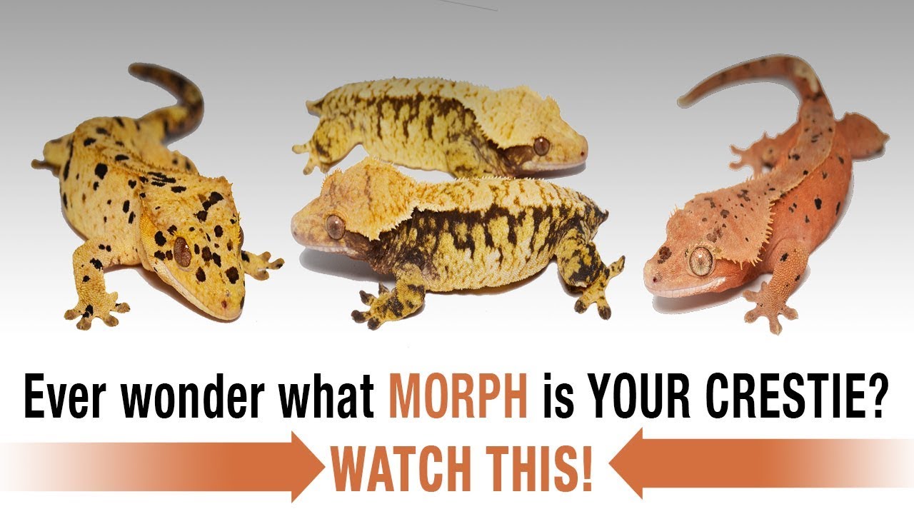 The COMPLETE Guide to Crested Gecko Morphs! Part 1