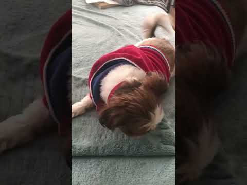 Niska wags her tail!!