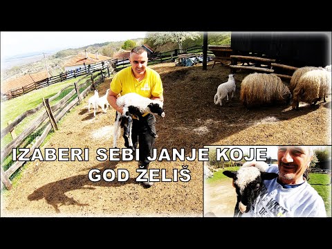 RIČI DOBIO JANJE NA POKLON