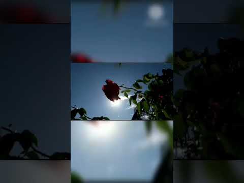 Cristal De Luz( Valter Pini e Mirtes Emília) 💚✨️