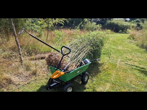 It is time to prune my Fargesia bamboo back into shape