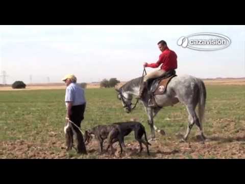 Razas ibéricas: el Galgo español