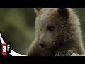 The Bear 3 7 Cub Nurses Bear S Wound 1988 HD