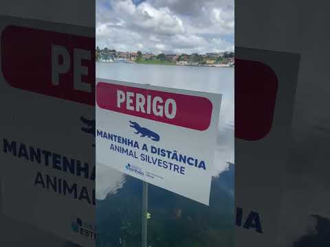 O Jacaré mascote da Lagoa de Plínio em Santo Estevão Bahia Brasil