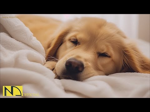 20 HOURS of Dog Calming Music For Dogs🎵🐶Anti Separation Anxiety Relief💖🐶Dog Sleep Music🎵 NadanMusic
