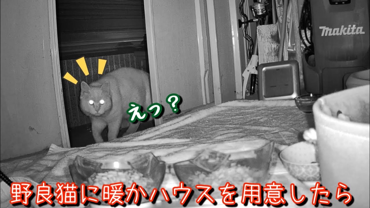 真冬に豪華暖かハウス用意したら…ご機嫌で踊り出した姿がこちら！