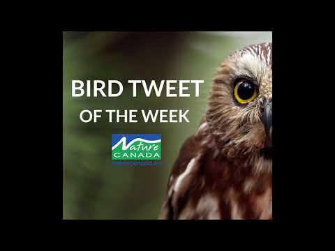 Downy Woodpecker - Bird Tweet of the Week