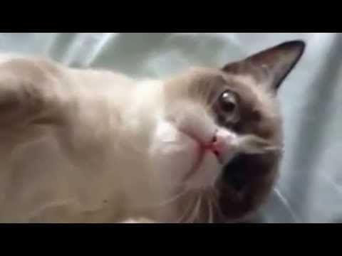 nienawidzewaswszystkichspierdalac’s Video 111027546311 kpe7_BUTpjs