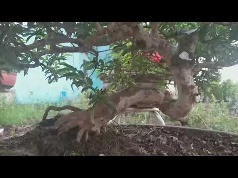 Bonsai ra hoa 2020
