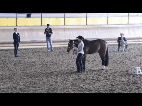 NOVICE AMATEUR SHOWMANSHIP. IAF 6737