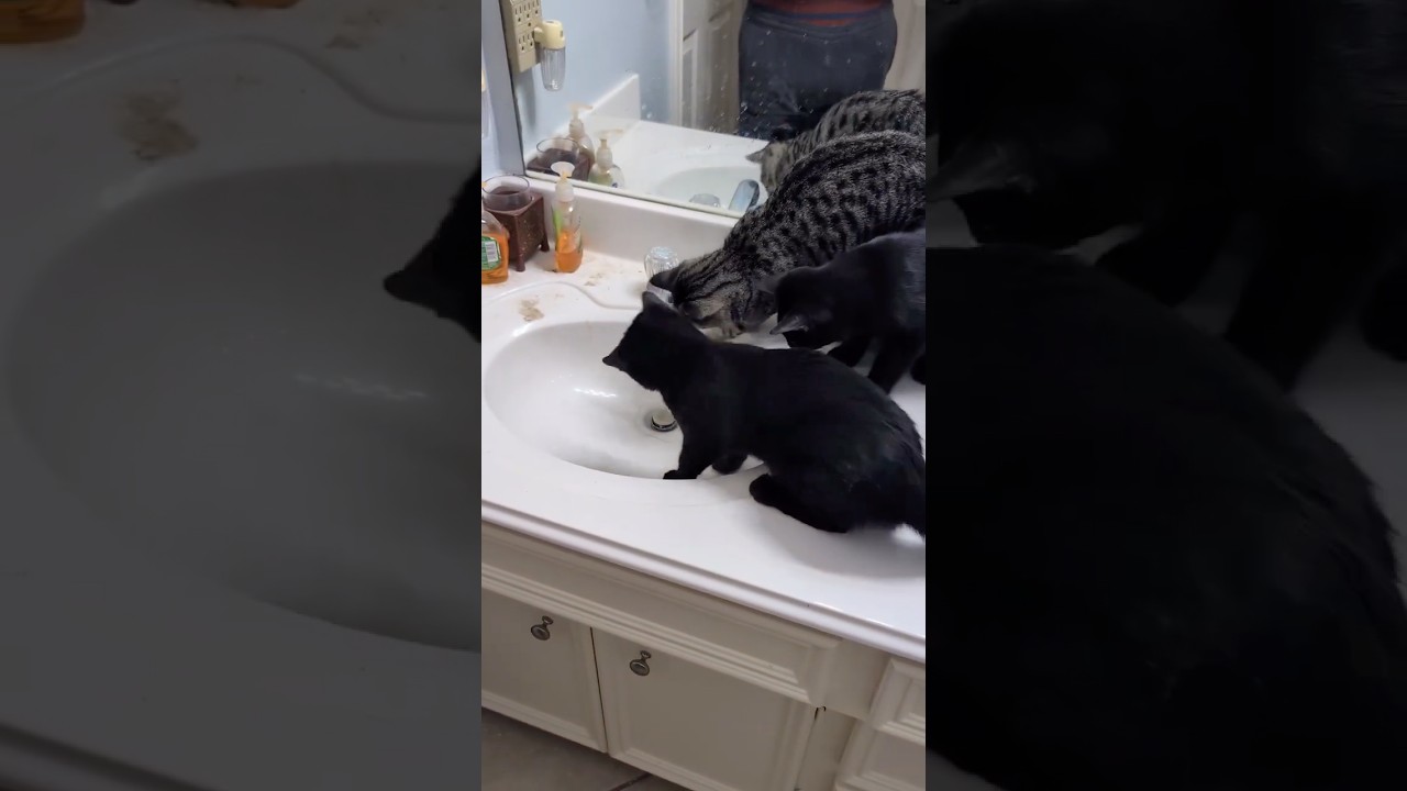 Enlarge Athena II, a Adoptable Domestic Short Hair in West Seneca, NY video 4/4